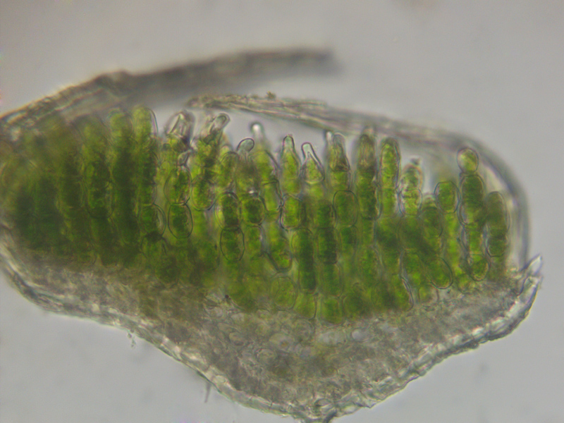 Polytrichum strictum